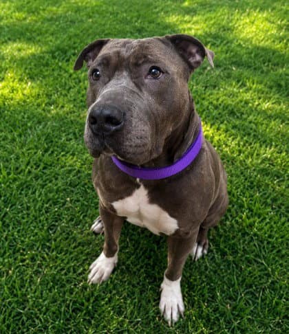 Ox - American Pit Bull Terrier