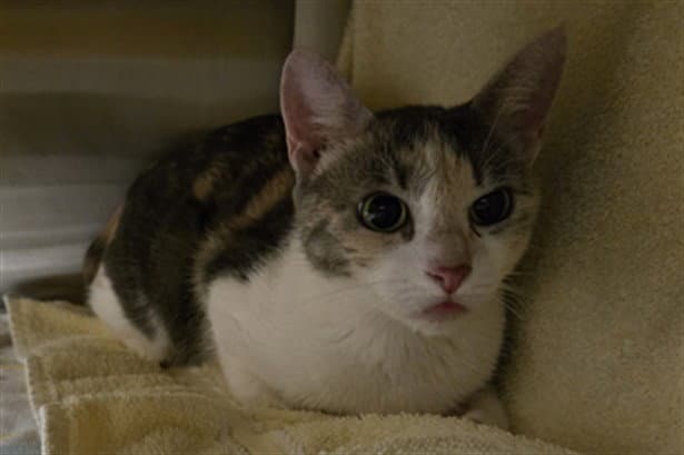 Sherbert - Domestic Short Hair
