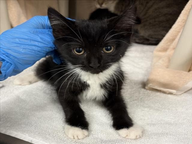 Mistral - Domestic Short Hair