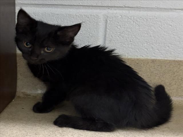 Chiron - Domestic Short Hair