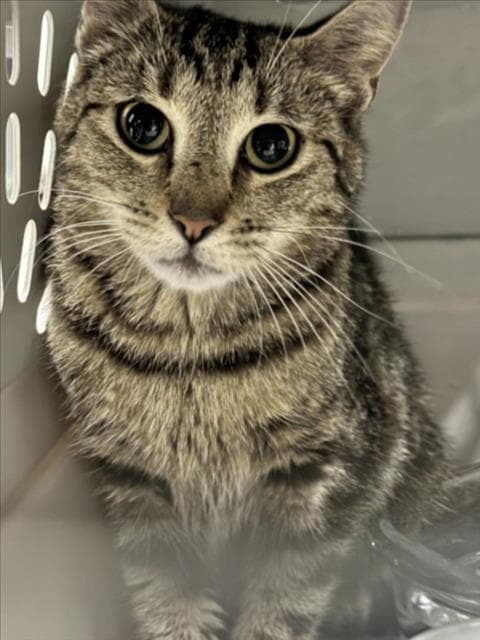 Julia - Domestic Short Hair