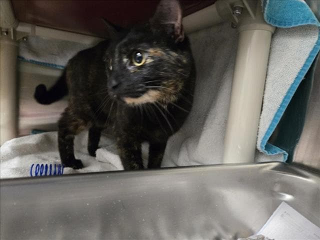 Wafflecone - Domestic Short Hair