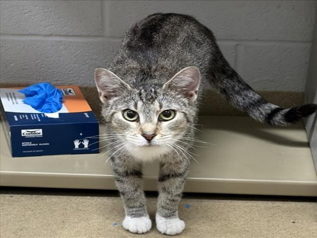 Testarossa - Domestic Short Hair