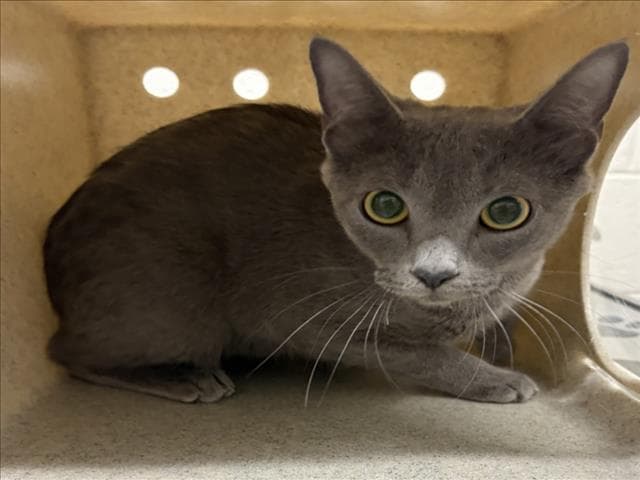 Messenger - Domestic Short Hair