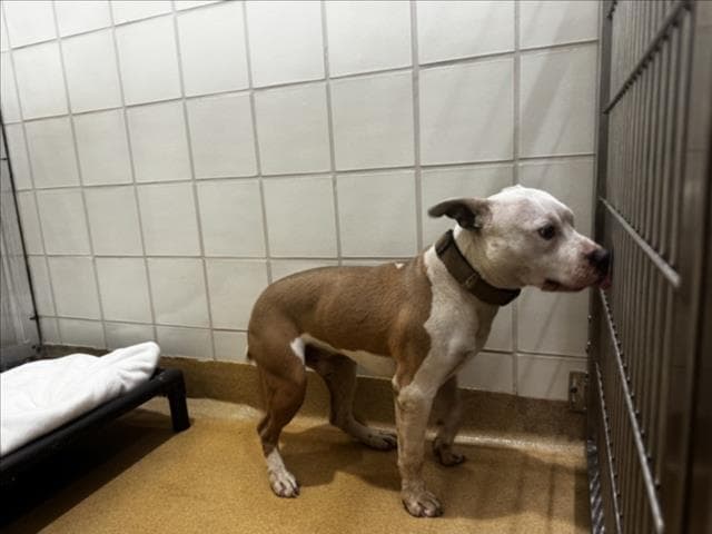 Brink - American Pit Bull Terrier