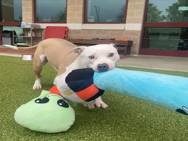 Brink - American Pit Bull Terrier