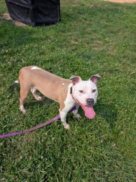 Brink - American Pit Bull Terrier