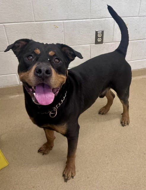 Rover - Rottweiler