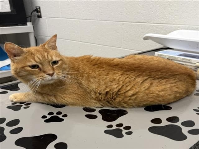 Magoo - Domestic Short Hair