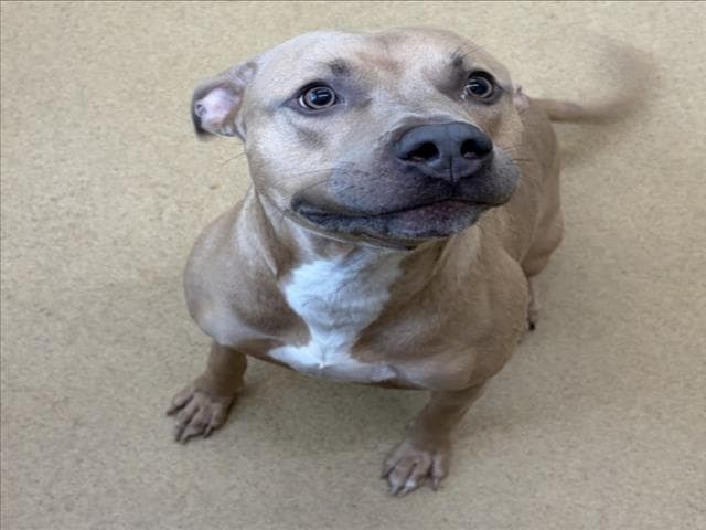 Deeno - American Staffordshire Terrier