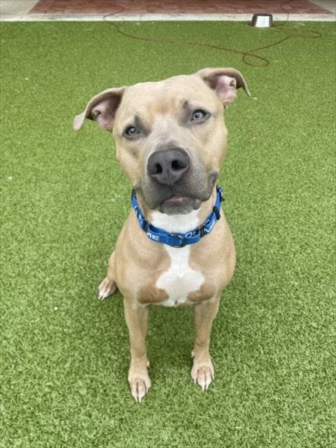 Deeno - American Staffordshire Terrier