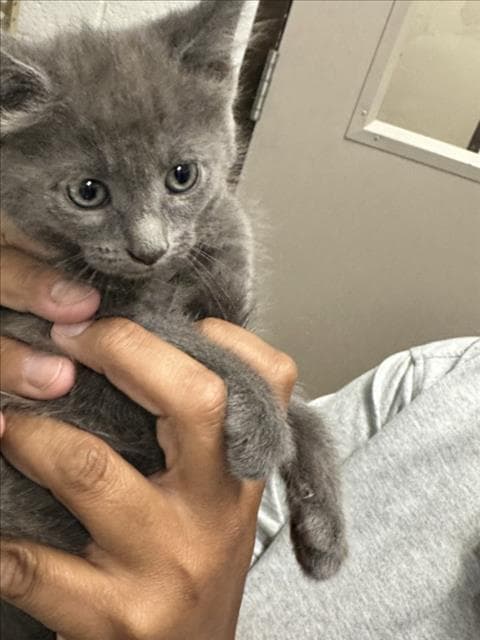 Diesel - Domestic Short Hair