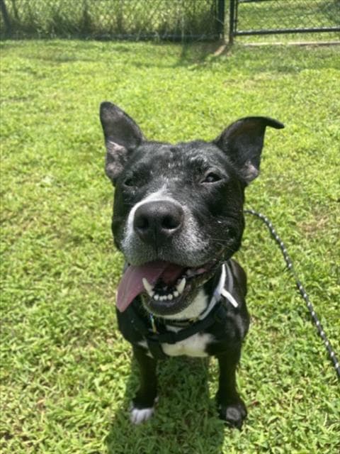 Daisy - American Staffordshire Terrier