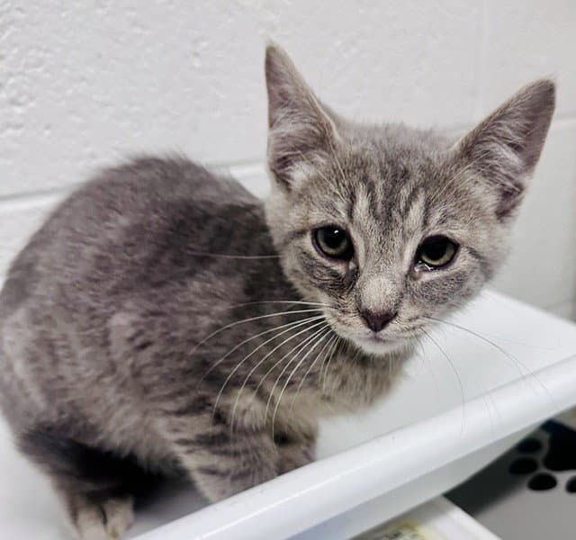 Curtido - Domestic Short Hair