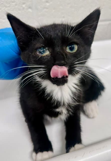 Sauer - Domestic Short Hair