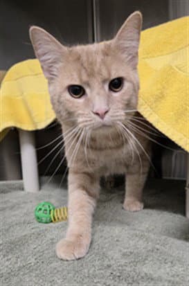 Palmeiro - Domestic Short Hair