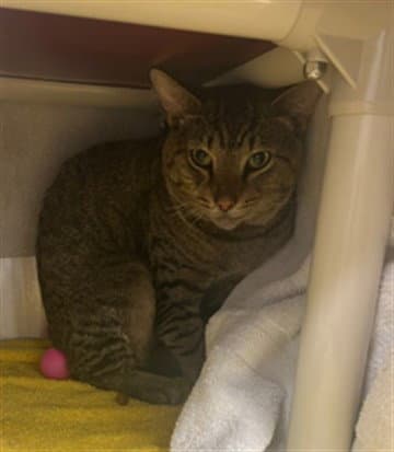 Eliseo - Domestic Short Hair