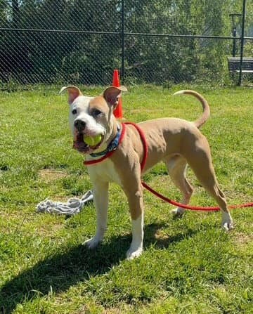 Bruce - American Pit Bull Terrier