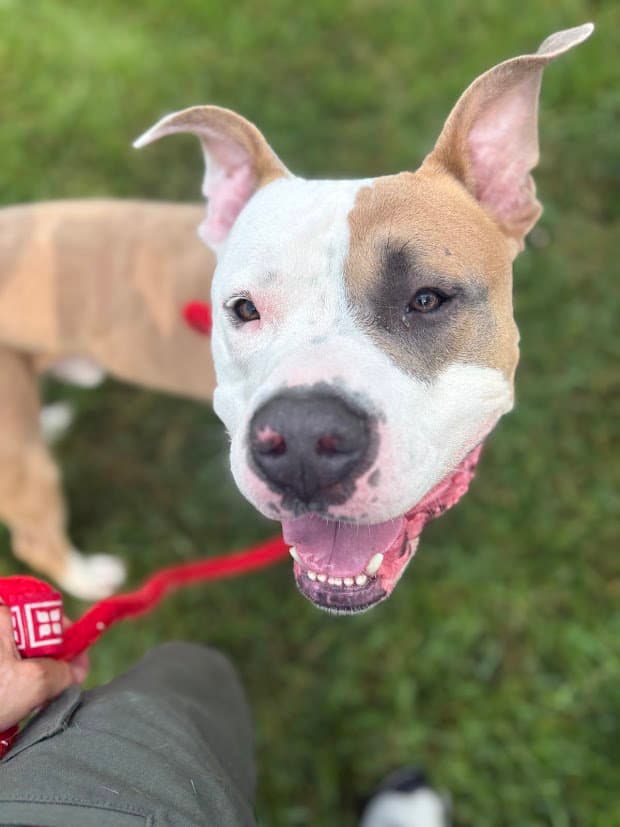 Bruce - American Pit Bull Terrier
