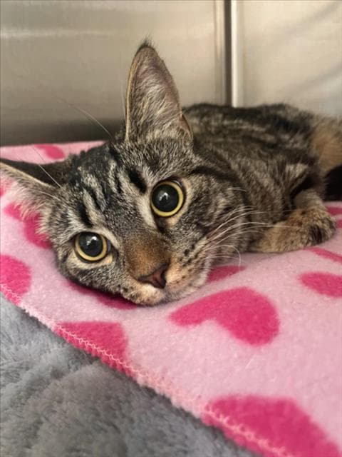 Sienna - Domestic Short Hair