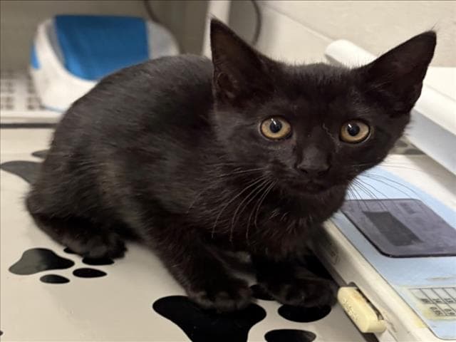 Eenie - Domestic Short Hair