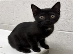 Meenie image 1