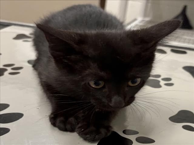 Miniy - Domestic Short Hair