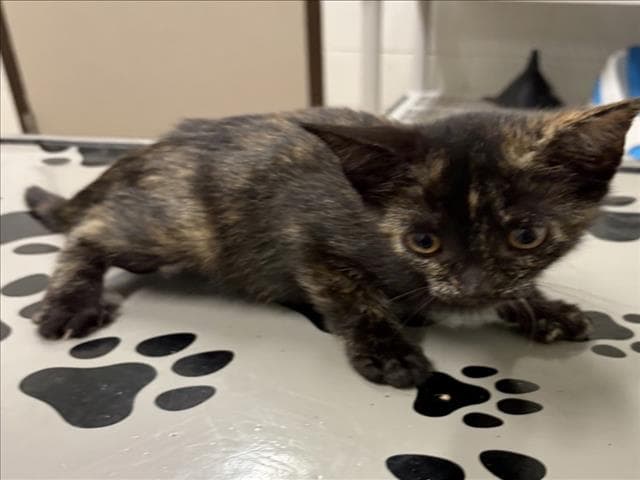 Moana - Domestic Short Hair