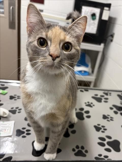 Alomar - Domestic Short Hair