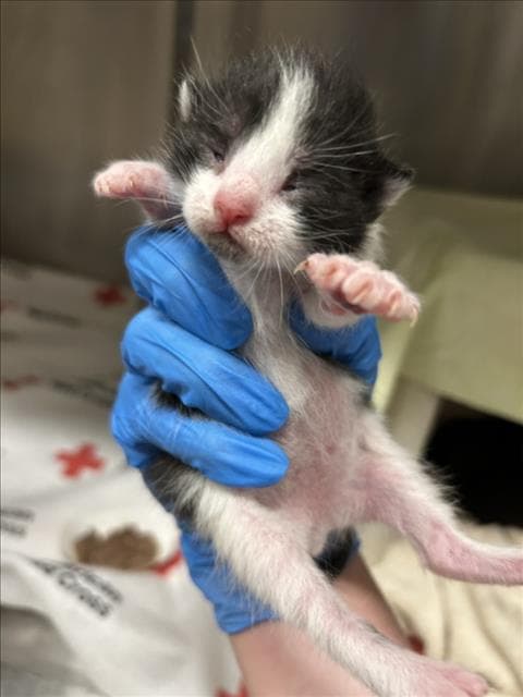 Zefir - Domestic Short Hair