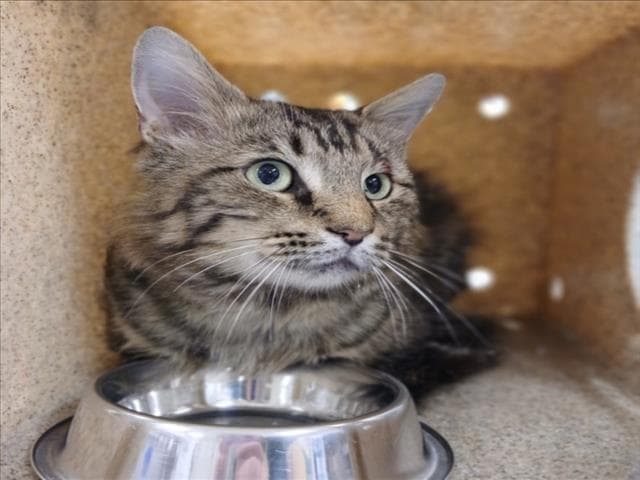 Churro - Domestic Long Hair
