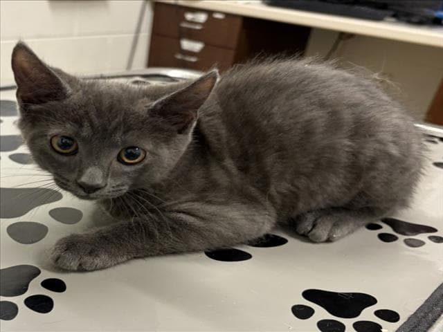Tijuana - Domestic Short Hair