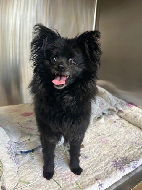 Lauryn - Pomeranian