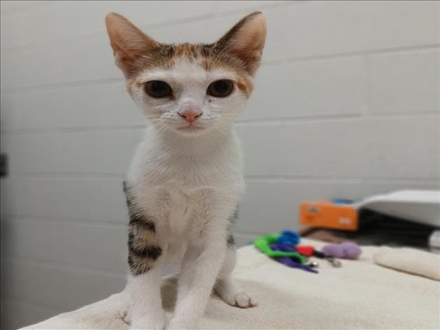 Alice - Domestic Short Hair