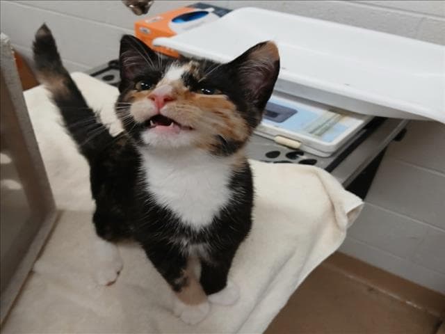 Alice - Domestic Short Hair