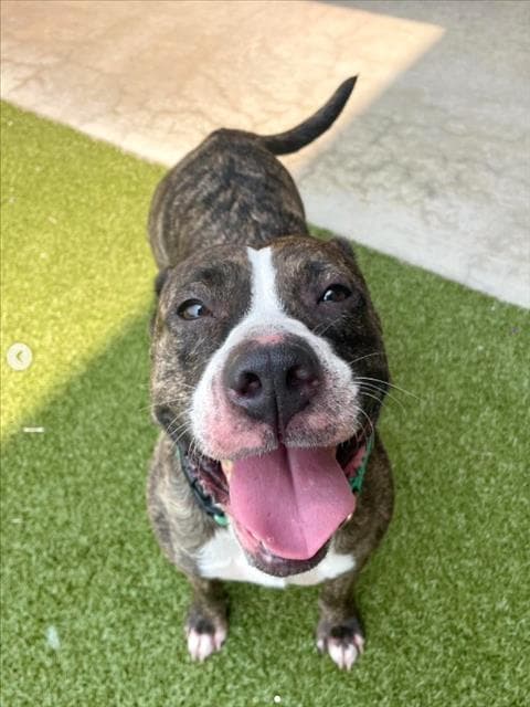 Arvee - American Pit Bull Terrier
