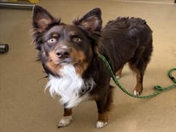 Jake image 1
