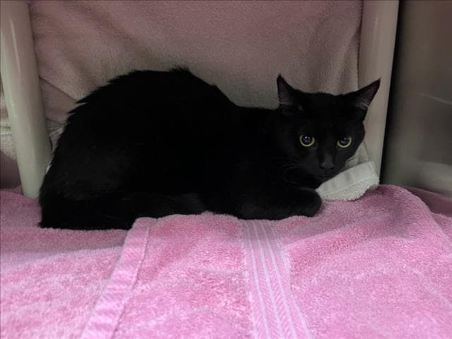 Saphira - Domestic Short Hair