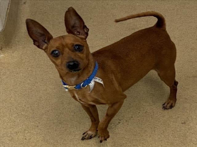 Uncle Buck - Chihuahua