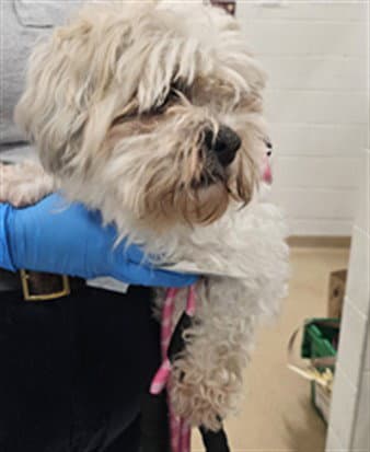 Miracle - Maltese