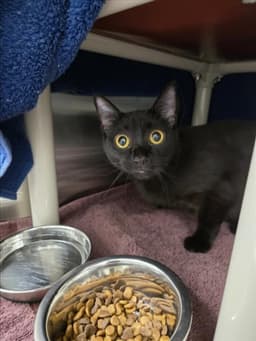 Miaow image 1