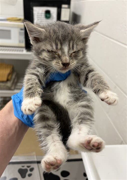 Casserole - Domestic Short Hair