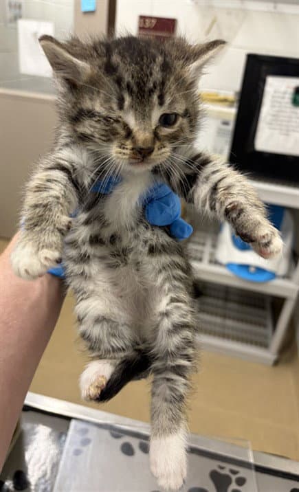 Strata - Domestic Short Hair