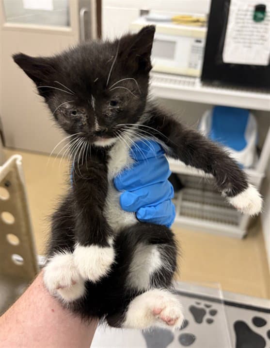 Omelette - Domestic Short Hair