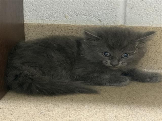 Texas Pete - Domestic Medium Hair