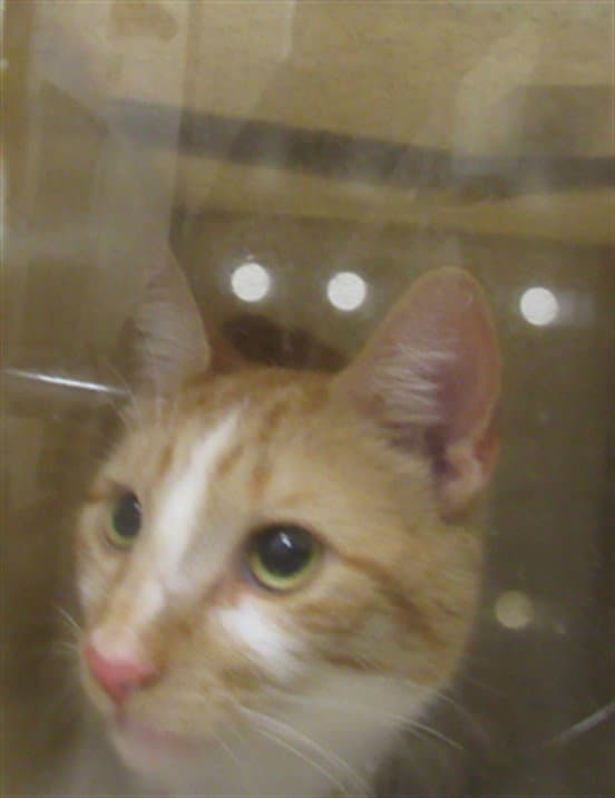 Steve Purry - Domestic Short Hair