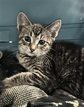 Raisin Rhapsody - Domestic Short Hair
