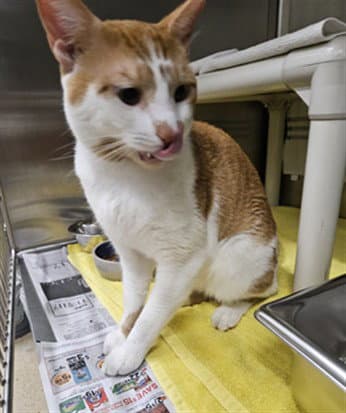 Papaya - Domestic Short Hair