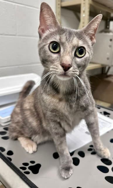 Salmon - Domestic Short Hair