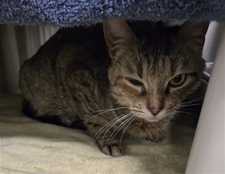 Sleigh Bell - Domestic Short Hair